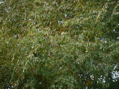 Terminalia phillyreifolia, photographed by Dinesh Valke