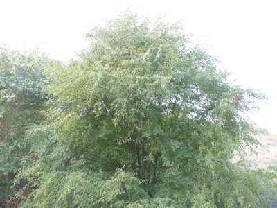 Terminalia phillyreifolia, photographed by Dinesh Valke