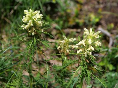 Pedicularis foliosa, photographed by Wolfgang Jauch