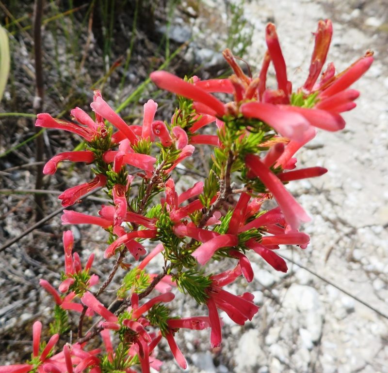 Erica pillansii, photographed by linkie