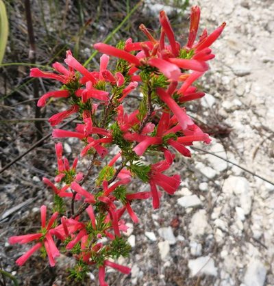 Erica pillansii, photographed by linkie