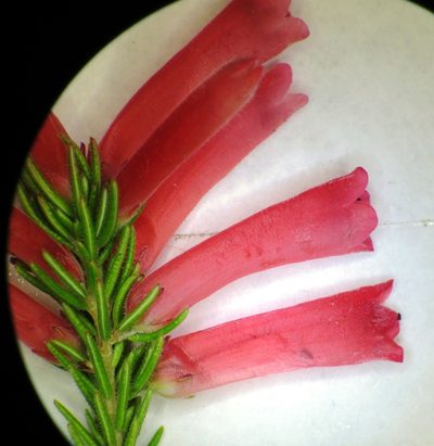 Erica pillansii, photographed by linkie
