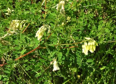 Astragalus mongholicus, photographed by Анна Васильченко