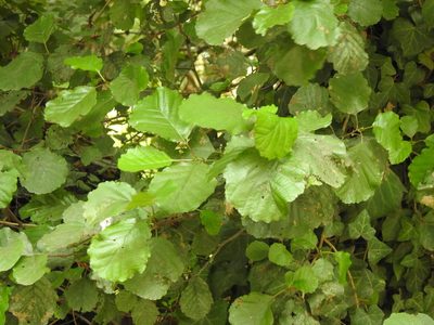 Alnus lusitanica, photographed by Duarte Frade