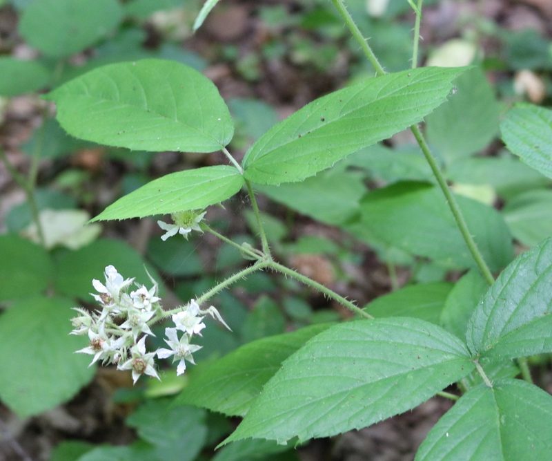 Rubus hirtus, photographed by Юрий Данилевский (Yuriy Danilevsky)