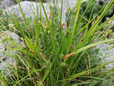 Carex extensa, photographed by Jens-Christian Svenning