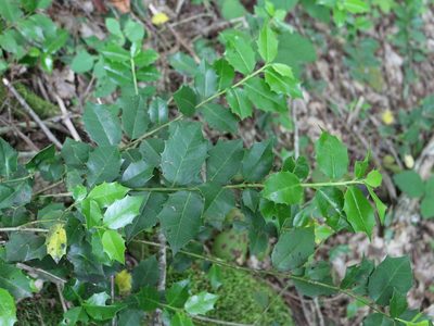 Ilex colchica, photographed by Юрий Данилевский (Yuriy Danilevsky)