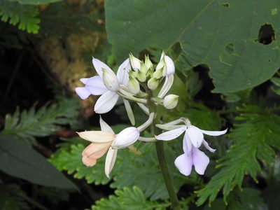 Calanthe masuca, photographed by Hopeland