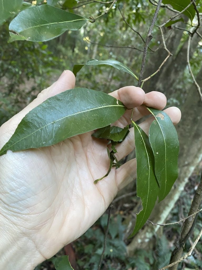 Endiandra wongawallanensis, photographed by Greg Tasney