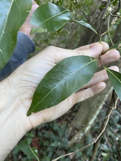 Endiandra wongawallanensis, photographed by Greg Tasney
