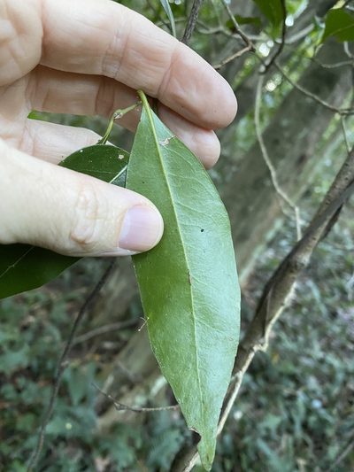 Endiandra wongawallanensis, photographed by Greg Tasney