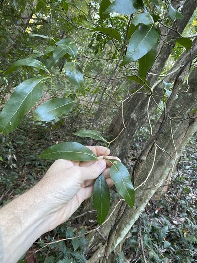 Endiandra wongawallanensis, photographed by Greg Tasney