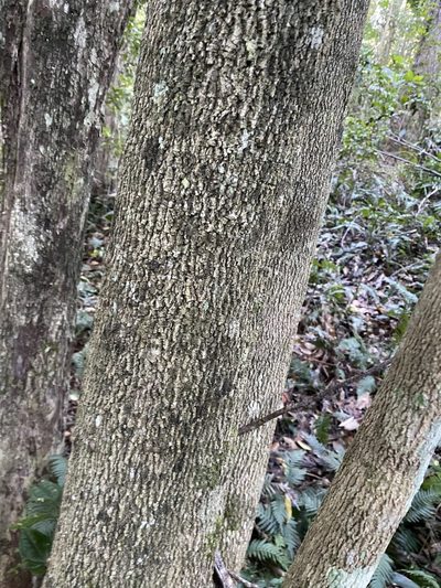 Endiandra wongawallanensis, photographed by Greg Tasney
