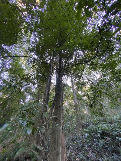 Endiandra wongawallanensis, photographed by Greg Tasney