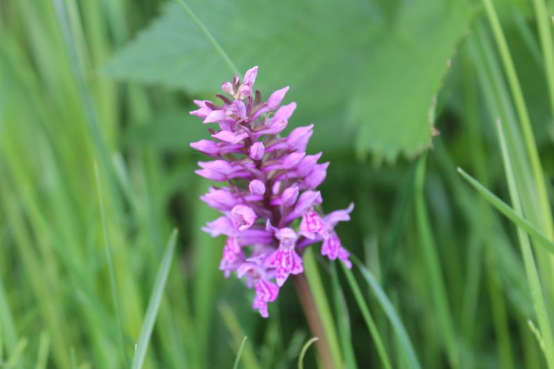Dactylorhiza sibirica, photographed by Marina Potapova