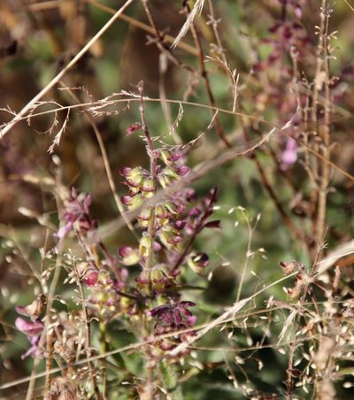Syncolostemon canescens, photographed by Tony Rebelo