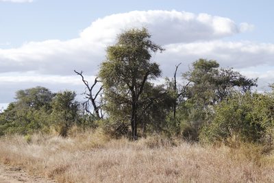 Spirostachys africana, photographed by Tony Rebelo