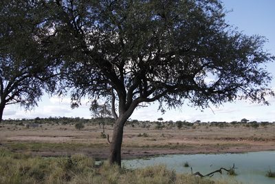 Combretum imberbe, photographed by Tony Rebelo