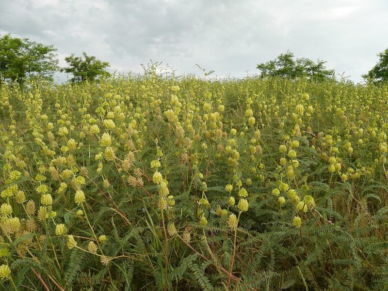 Astragalus ponticus, photographed by Roman