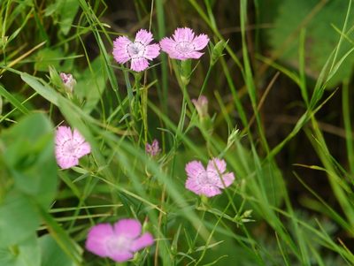 Dianthus carbonatus, photographed by Roman