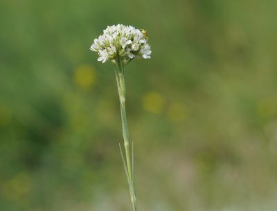 Eremogone cephalotes, photographed by Roman
