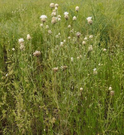 Centaurea margaritacea, photographed by Roman