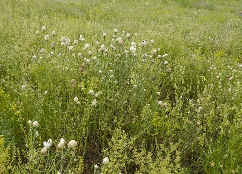 Centaurea margaritacea, photographed by Roman