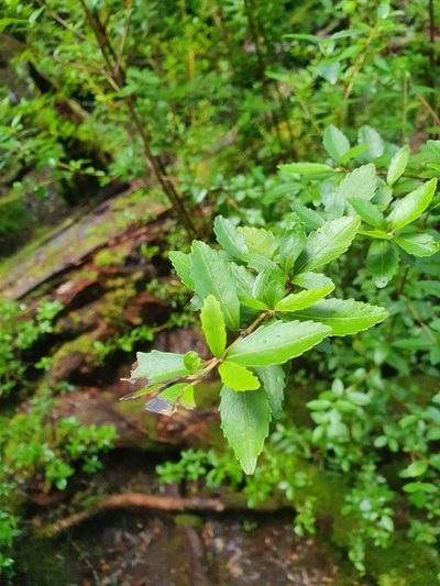 Anodopetalum biglandulosum, photographed by Yoav Daniel Bar-Ness