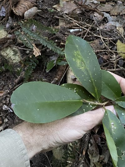 Croton acronychioides, photographed by Greg Tasney