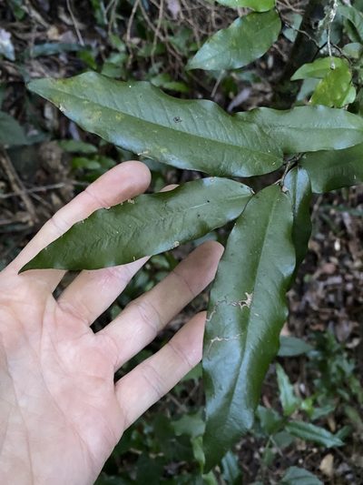 Meiogyne stenopetala, photographed by Greg Tasney