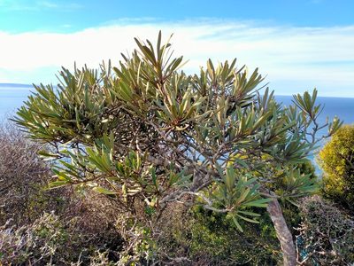 Pseudopanax ferox, photographed by John Barkla