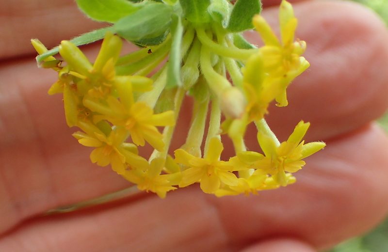 Lasiosiphon macropetalus, photographed by Peter Warren