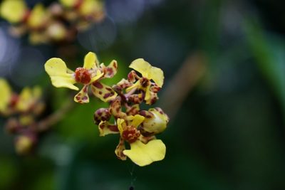 Trichocentrum ascendens, photographed by Isaac Larkin