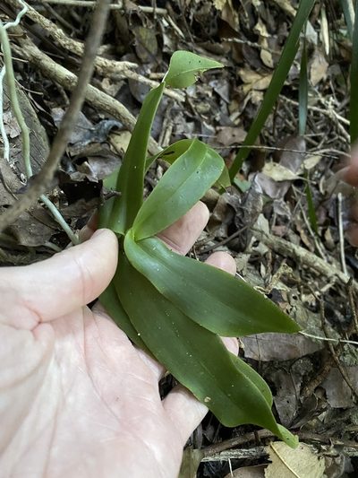 Peristeranthus hillii, photographed by Greg Tasney
