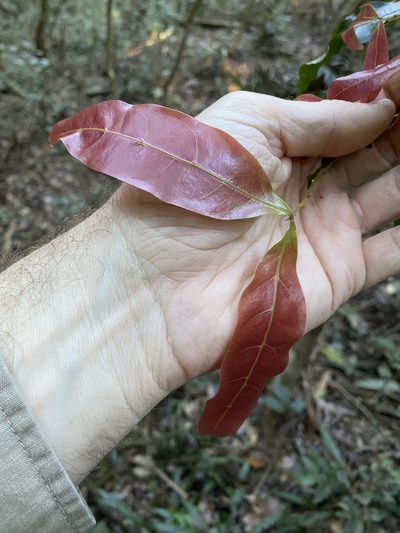 Arytera distylis, photographed by Greg Tasney