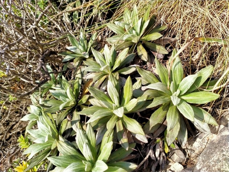 Celmisia lindsayi, photographed by John Barkla