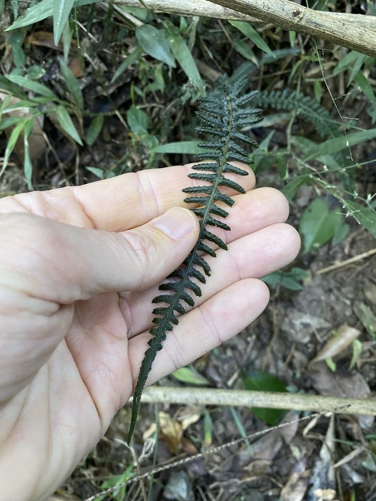 Doodia heterophylla, photographed by Greg Tasney