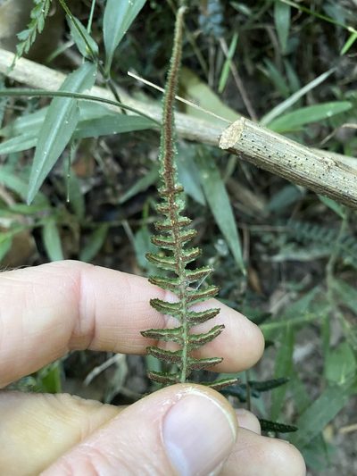 Doodia heterophylla, photographed by Greg Tasney