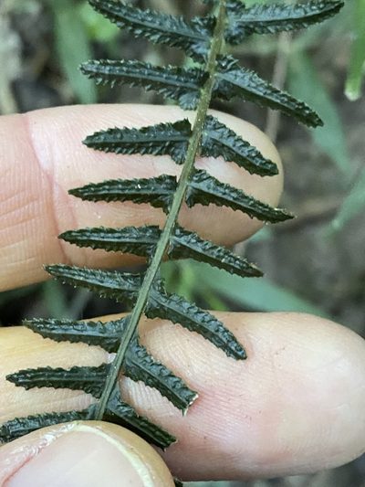 Doodia heterophylla, photographed by Greg Tasney