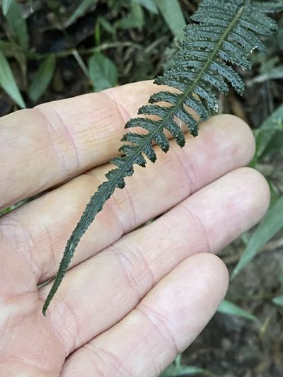 Doodia heterophylla, photographed by Greg Tasney