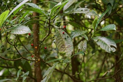 Psychotria marginata, photographed by Isaac Larkin