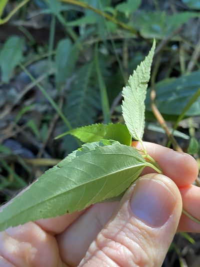 Corchorus cunninghamii, photographed by Greg Tasney