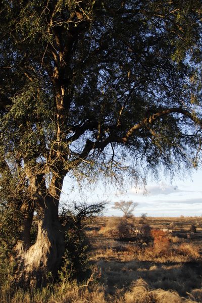 Xanthocercis zambesiaca, photographed by Tony Rebelo