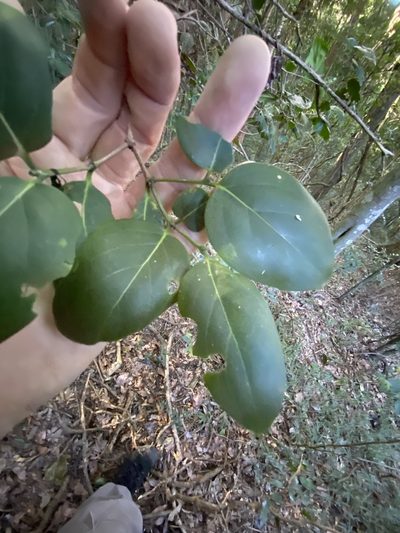 Psydrax lamprophyllus, photographed by Greg Tasney