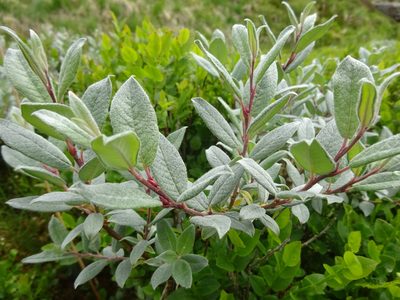 Salix lapponum, photographed by jvilla