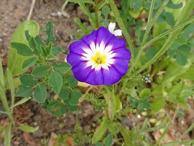 Convolvulus tricolor, photographed by Camilla Lund Kristensen
