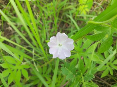 Ipomoea pes-tigridis, photographed by মহা বিদ্রোহী BUT রণ ক্লান্ত