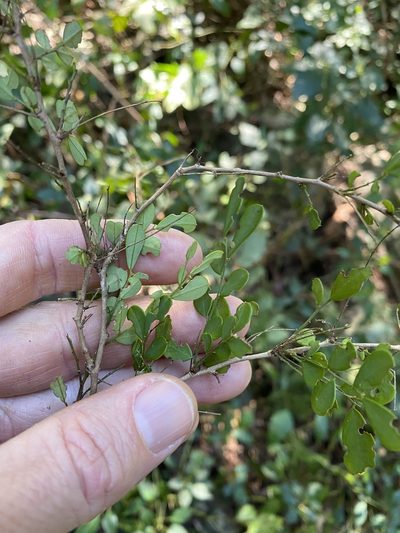 Synostemon albiflorus, photographed by Greg Tasney