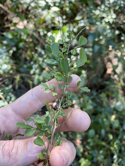 Synostemon albiflorus, photographed by Greg Tasney