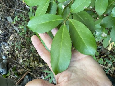 Croton acronychioides, photographed by Greg Tasney